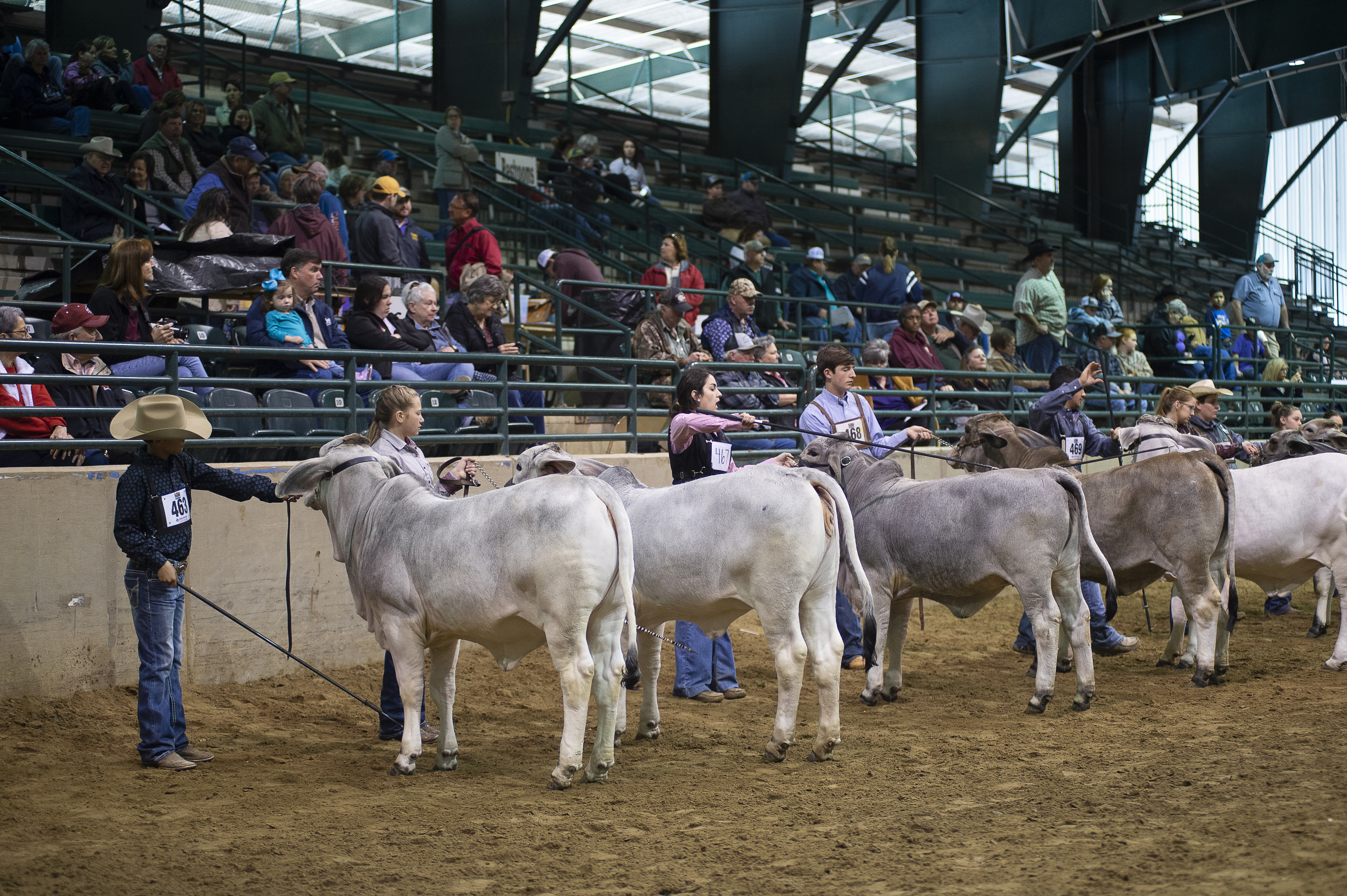 LSU AgCenter state livestock show set for Feb. 8-15 in Gonzales 